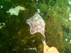 Parvulastra dyscrita