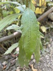 Artemisia suksdorfii