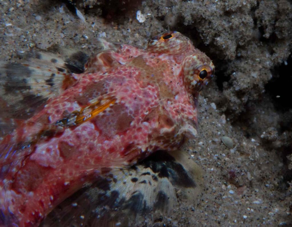 Starry Dragonet