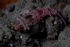 Synchiropus stellatus