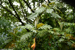 Bocconia frutescens