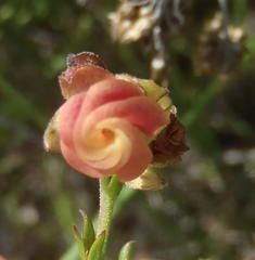 Hermannia flammea