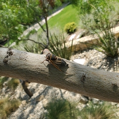 Diceroprocta cinctifera