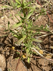 Chaenostoma caeruleum