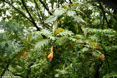 Bocconia frutescens
