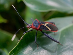 Leptoscelis tricolor