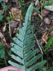 Polypodium