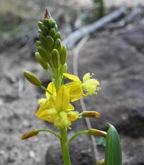Bulbine succulenta