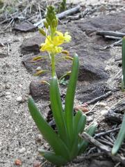 Bulbine succulenta