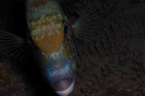 Lethrinus rubrioperculatus