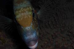 Lethrinus rubrioperculatus