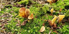 Spathulariopsis velutipes