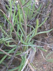 Crassothonna protecta