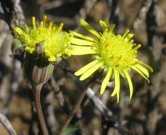 Crassothonna protecta