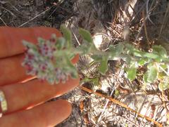 Helichrysum spiralepis