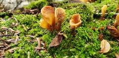 Spathulariopsis velutipes