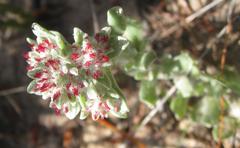 Helichrysum spiralepis