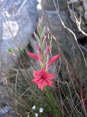 Tritoniopsis pulchra