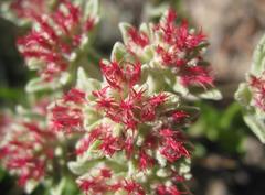 Helichrysum spiralepis