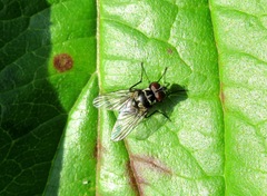 Limnophora bipunctata