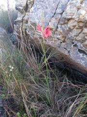 Tritoniopsis pulchra