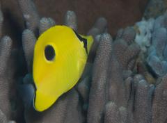 Chaetodon interruptus