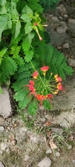 Caesalpinia pulcherrima