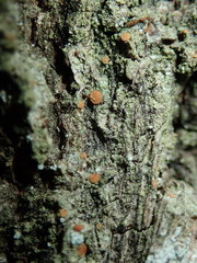 Bacidia rubella