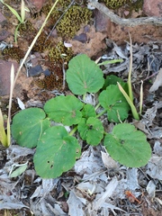 Pelargonium punctatum