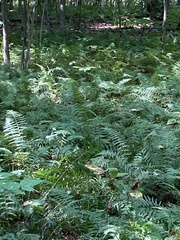 Homalosorus pycnocarpos