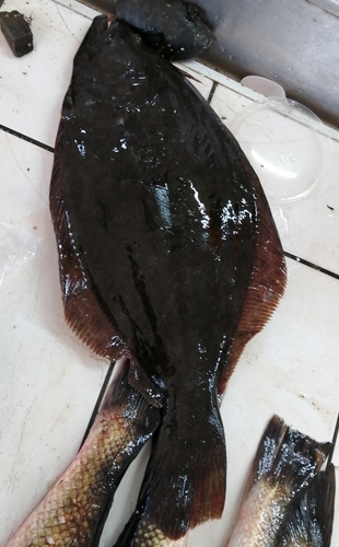 Kleinoog-bot (Paralichthys microps) — Paralichthyidae — 2