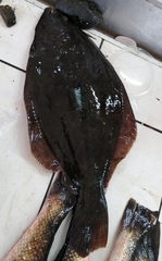 Paralichthys