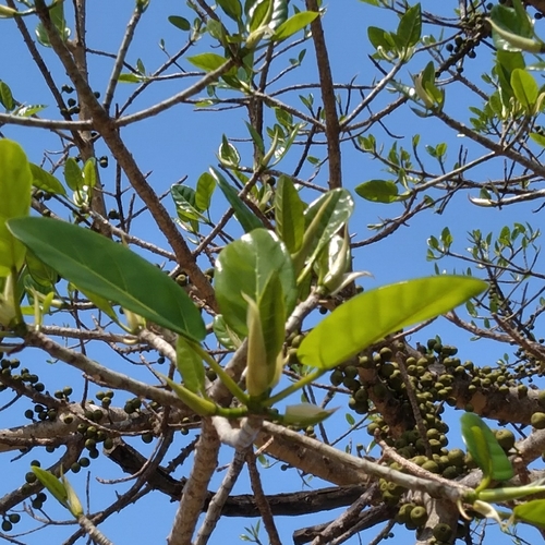 Bubu fig (Ficus bubu)