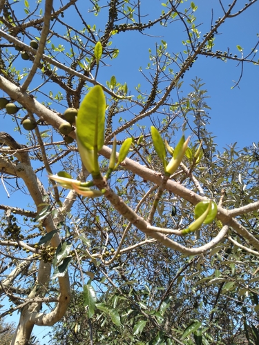 Image of Ficus bubu by (c) Rosemary Harrison, some rights reserved (CC BY-SA)