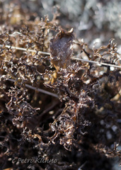 Cetraria ericetorum