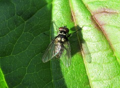 Limnophora bipunctata