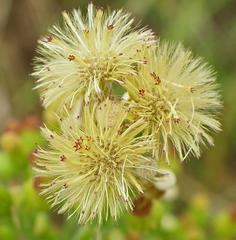 Erigeron bonariensis