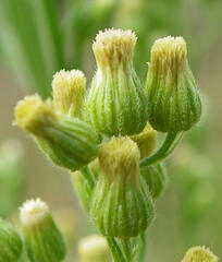 Erigeron bonariensis