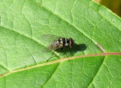Limnophora bipunctata