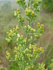 Erigeron bonariensis