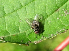 Limnophora bipunctata