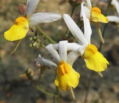 Nemesia cheiranthus