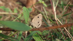 Ypthima tabella