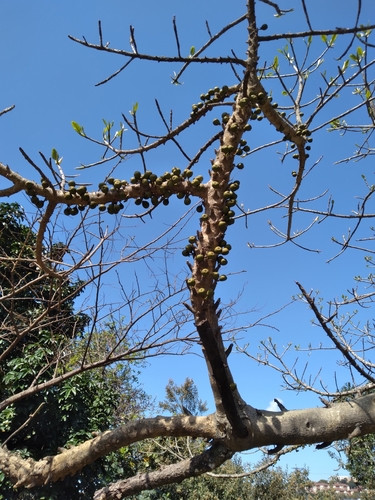 Image of Ficus bubu by (c) Rosemary Harrison, some rights reserved (CC BY-SA)