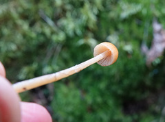 Galerina hypnorum