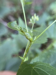 Asphondylia eupatorii