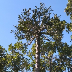 Cussonia sphaerocephala