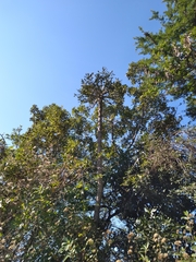 Cussonia sphaerocephala