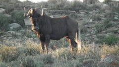Connochaetes gnou