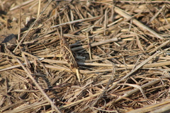 Hippiscus ocelote